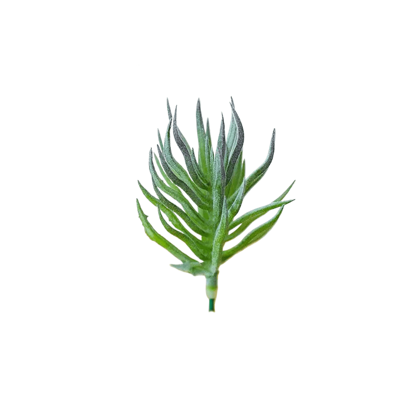 Succulentes artificielle 13 cm
