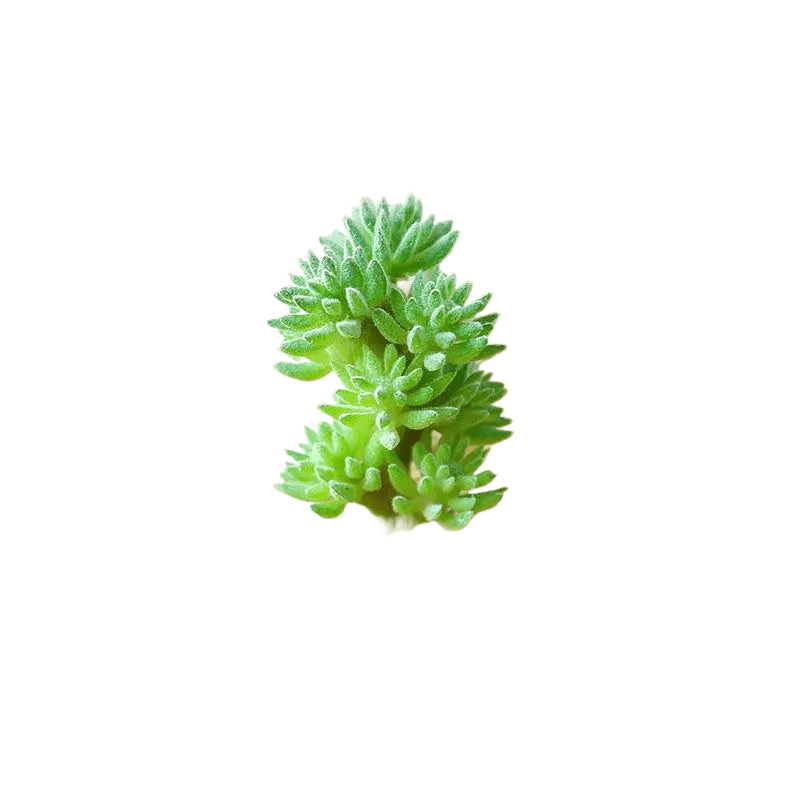 Succulentes artificielle 7.5 cm