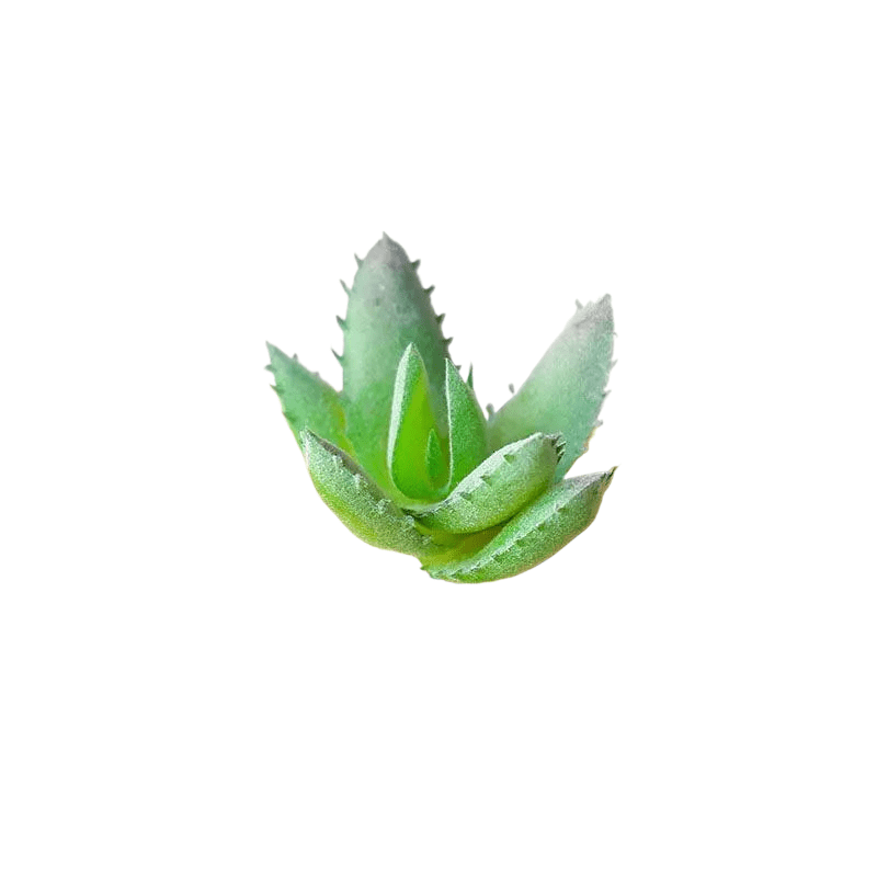 Succulentes artificielle 7 cm