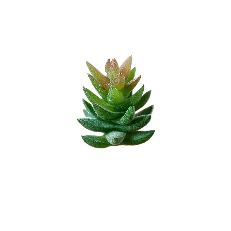 Succulentes artificielle 7 cm