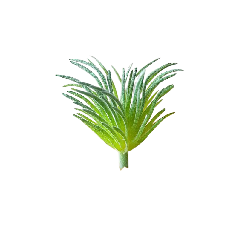 Succulentes artificielle 8 cm
