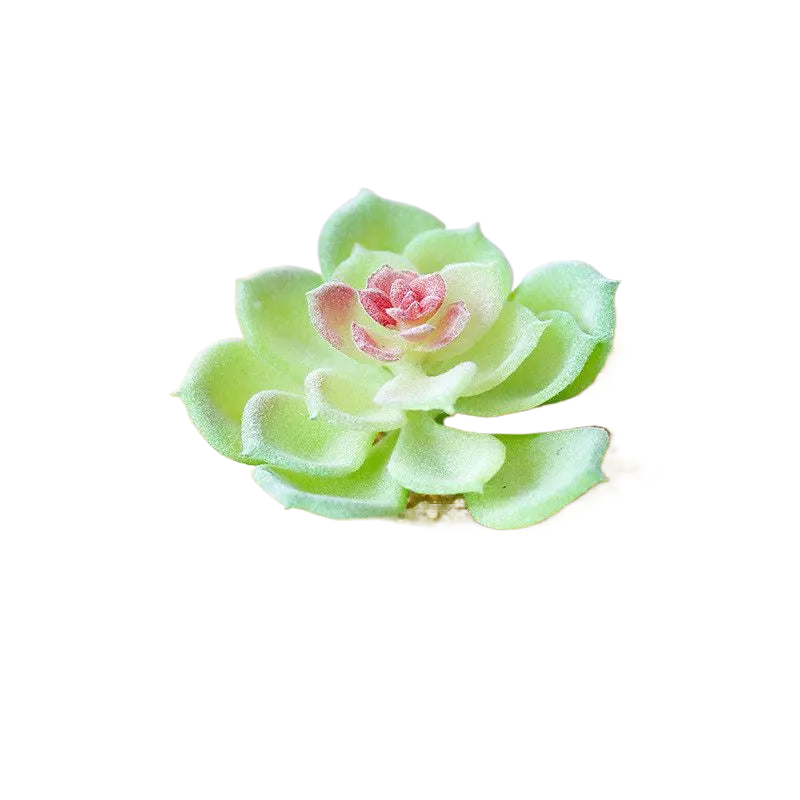 Succulentes artificielle 9 cm