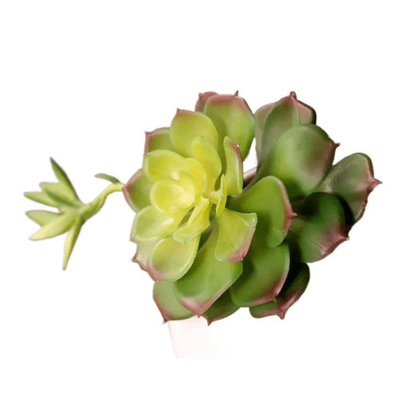 Succulentes Echeveria artificielle