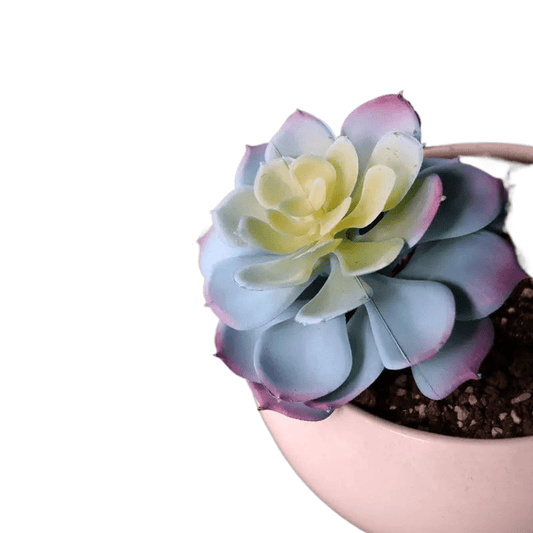 Succulente Echeveria artificielle