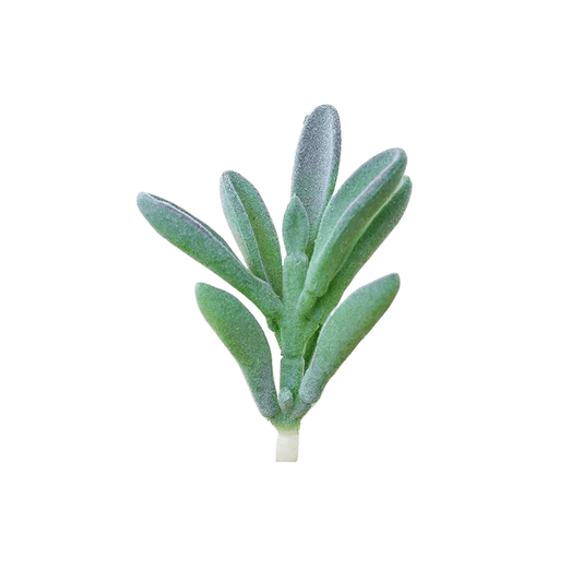 Succulentes artificielle 10 cm 