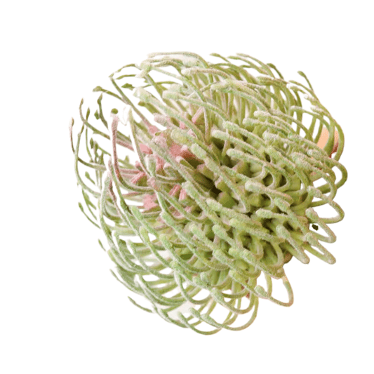 Succulentes artificielle 10 cm 