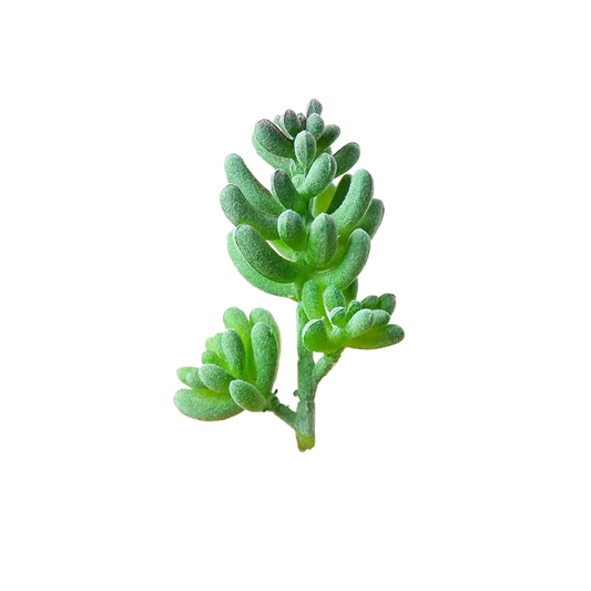 Succulentes artificielle 11 cm 