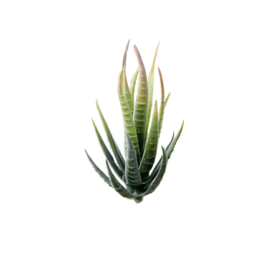 Succulentes artificielle 12 cm 
