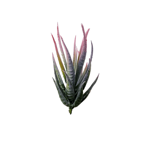 Succulentes artificielle 12 cm 