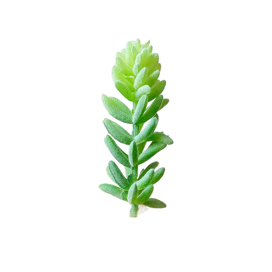 Succulentes artificielle 12 cm 