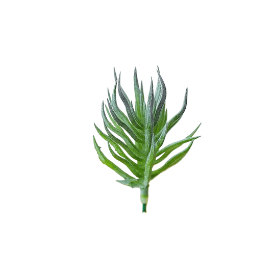 Succulentes artificielle 13 cm 