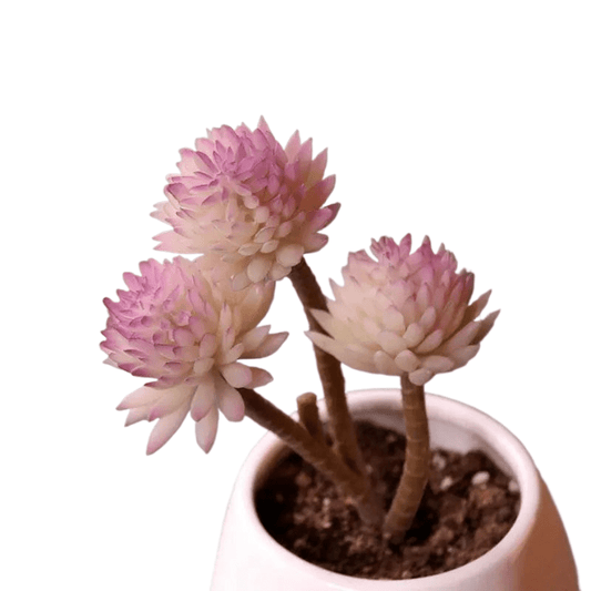Succulentes artificielle 18 cm 
