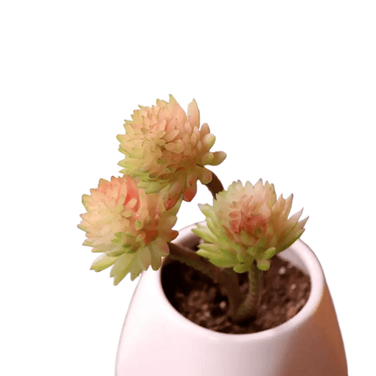 Succulentes artificielle 18 cm 