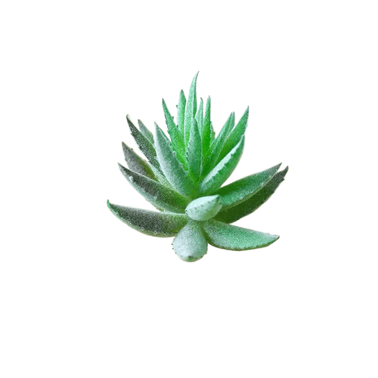 Succulentes artificielle 5.5 cm 
