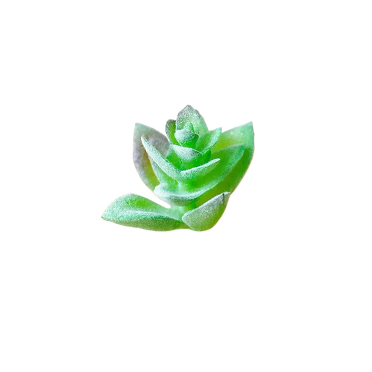 Succulentes artificielle 6 cm 
