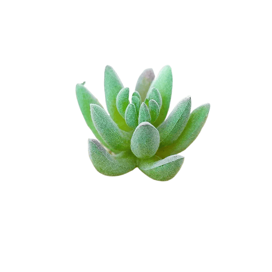 Succulentes artificielle 7 cm 