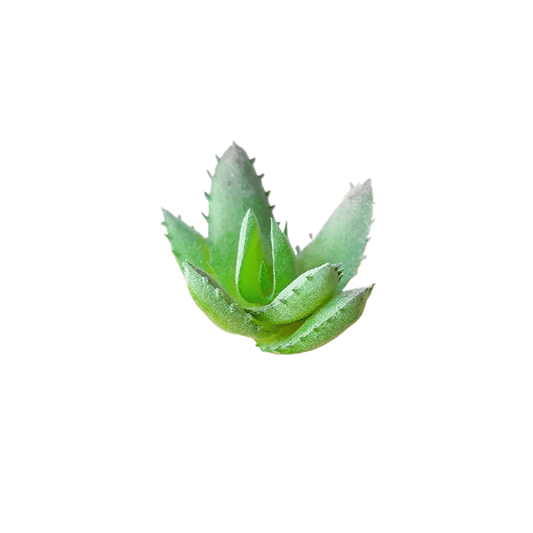 Succulentes artificielle 7 cm 