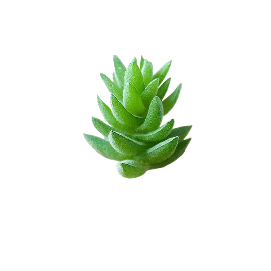 Succulentes artificielle 7 cm 