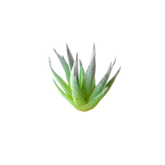 Succulentes artificielle 8.5 cm 