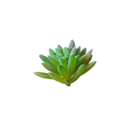 Succulentes artificielle 8 cm 