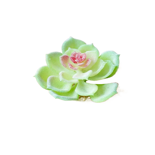 Succulentes artificielle 9 cm 