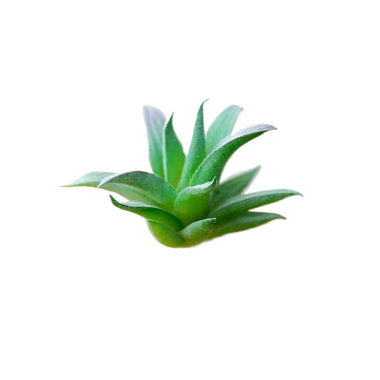 Succulentes artificielle 9 cm 