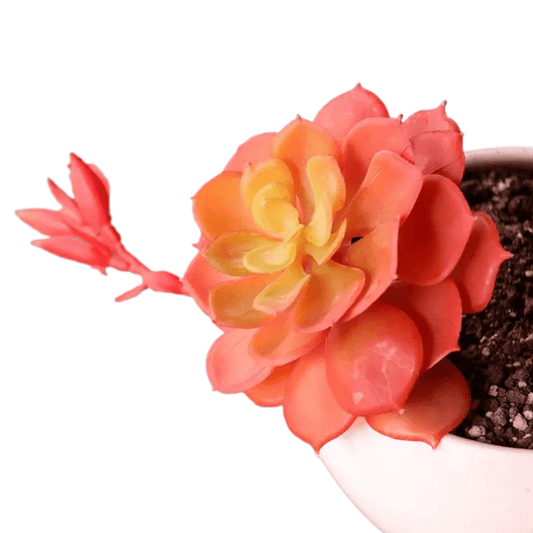 Succulentes Echeveria artificielle